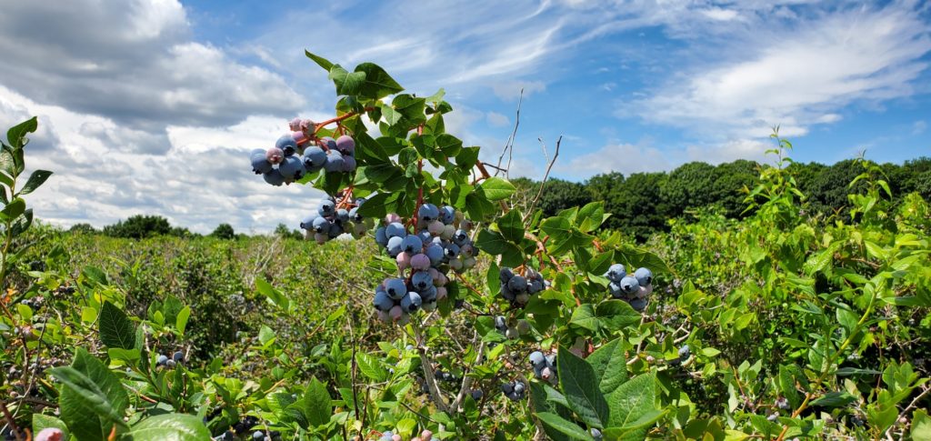 Blueberries – Ripe For The Picking